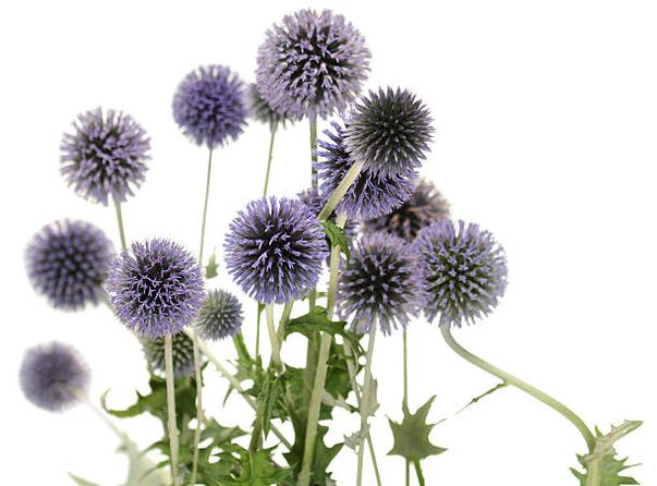 Echinops jako součást stromu Hondro Sol Valgus